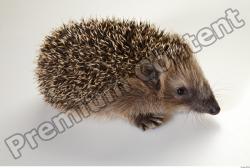 Whole Body Hedgehog